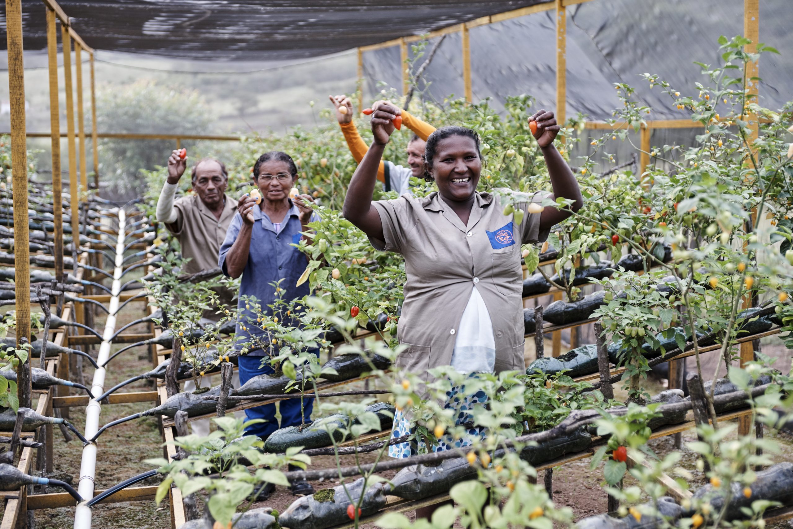 Conheça os 5 benefícios da pimenta